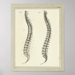 Vintage 1831 Spinal Column Anatomy Print Poster
