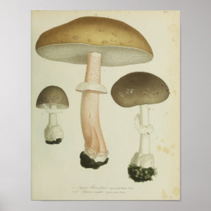 Vintage 1841 Braunkapillen-Pilze Kunstprint Poster