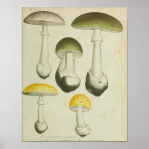 Vintage 1841 Grüne Gelbe Pilze Kunst Druck Poster
