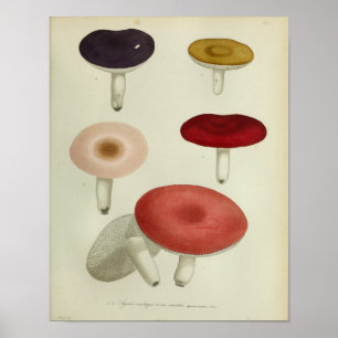 Vintage 1841 Rot Gelb Rosa Pilze Kunst Druck Poster