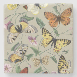 Vintage 1842 Schmetterling Nachtfalter Botanische Steinuntersetzer
