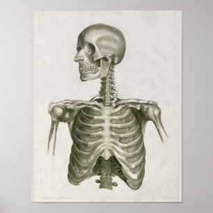 Vintage 1853 Totenkopf Skelett Anatomie Kunst Druc Poster