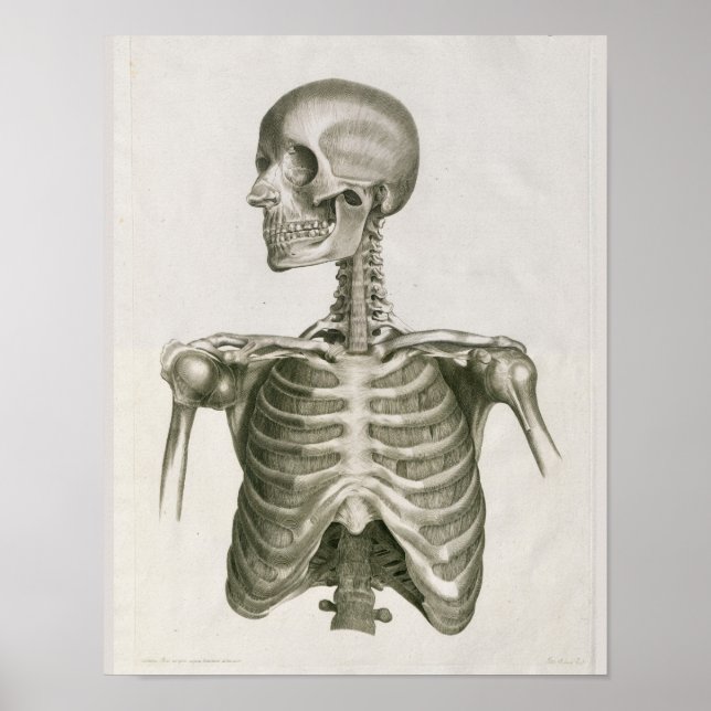 Vintage 1853 Totenkopf Skelett Anatomie Kunst Druc Poster (Vorne)