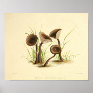 Vintage 1855 Mushrooms Brown Cap Art Print Poster
