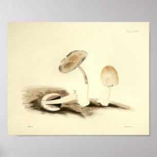 Vintage 1855 Pilze Braun Weiß Kunst Druck Poster