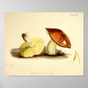 Vintage 1855 Pilze Braune Cap Art Print Poster