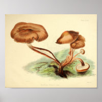 Vintage 1855 Pilze Braune Cap Art Print