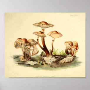 Vintage 1855 Pilze Brauner Hut Kunst Druck Poster