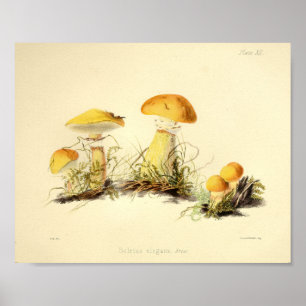 Vintage 1855 Pilze Gelbe Kappe Kunstprint Poster
