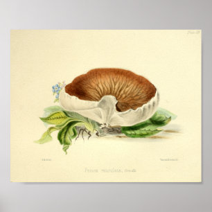 Vintage 1855 Pilze Weiß Braun Kunstprint Poster