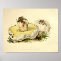 Vintage 1855 Pilze Weiße Kappe Kunstdrucken