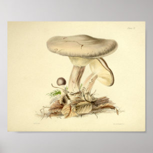 Vintage 1855 Pilze White Cap Kunst Druck Poster