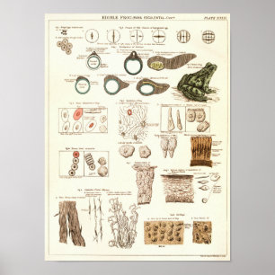 Vintage 1881 Frog Biology Anatomy Print Poster