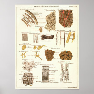 Vintage 1881 Frosch Biologie Anatomie Druck Poster