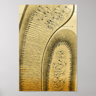 Vintage 1886 Zentralnervensystem-Nerven Poster