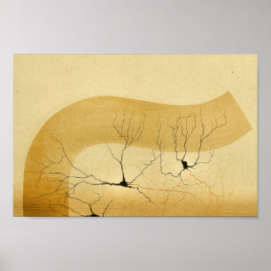 Vintage 1886 Zentralnervensystem-Nerven Poster