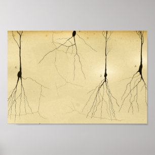 Vintage 1886 Zentralnervensystem-Nerven Poster