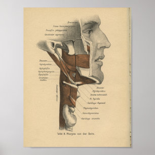 Vintage-1888-Anatomiedruck Hals Gesichtsmuskeln Poster