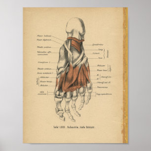 Vintage 1888 Deutsch-Anatomie-Druck-Fuß-Knochen Poster