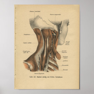 Vintage 1888 Deutsch-Anatomie-Druck-Hals-Muskeln Poster