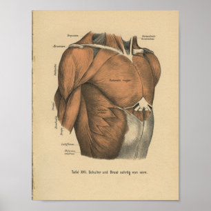 Vintage 1888 Deutsch-Anatomie-Druck-Kasten-Muskeln Poster