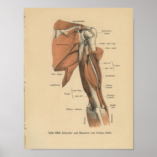 Vintage 1888 deutsche Anatomie-Armmuskeln Poster (Vorne)