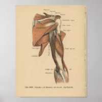 Vintage 1888 deutsche Anatomie-Armmuskeln