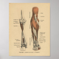 Vintage 1888 Deutsche Anatomie-Druckfräse