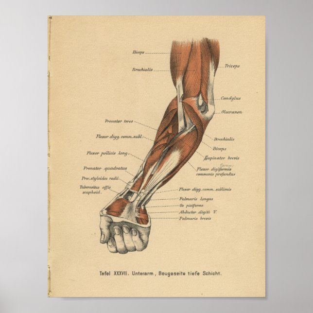 Vintage 1888 Deutsche Anatomie-Druckfräse Poster (Vorne)