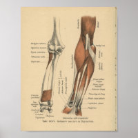 Vintage 1888 Deutsche Anatomie-Druckfräse