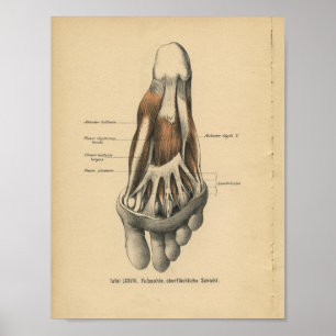 Vintage 1888 Deutsche Anatomie Druckfüßer Poster