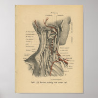 Vintage 1888 Deutsche Anatomie Druckklebemuskeln