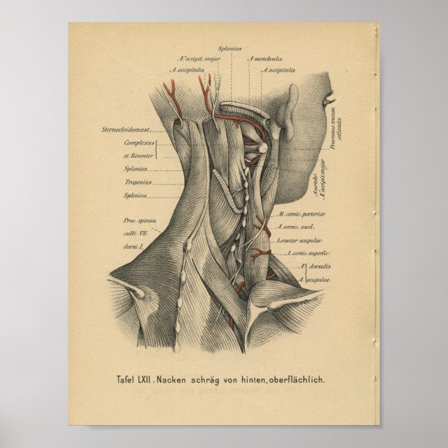 Vintage 1888 Deutsche Anatomie Druckklebemuskeln Poster (Vorne)