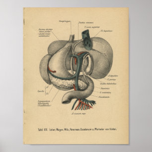 Vintage 1888 deutsche Anatomie-Druckorgane Poster