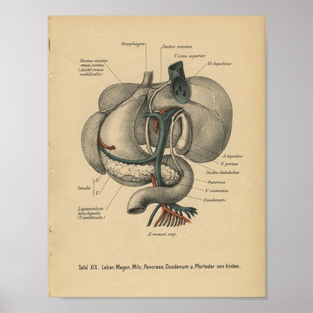 Vintage 1888 deutsche Anatomie-Druckorgane Poster (Vorne)