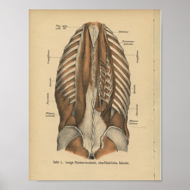 Vintage 1888 deutsche Anatomie Rückenmuskeln druck Poster (Vorne)
