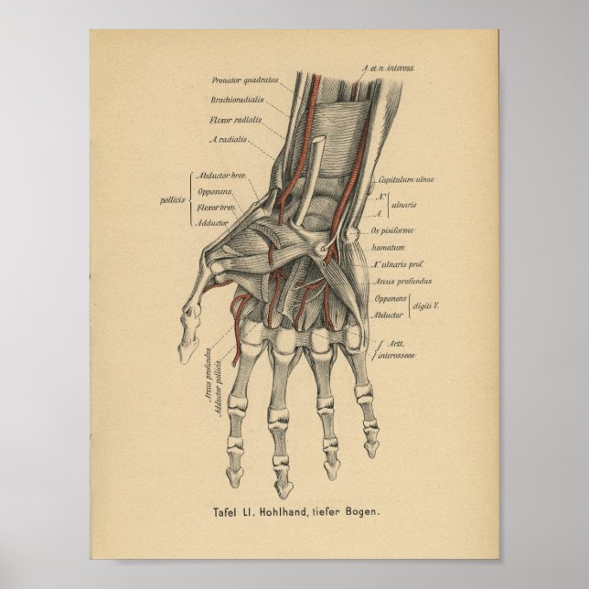 Vintage 1888 Deutsche Hand Anatomie Poster (Vorne)
