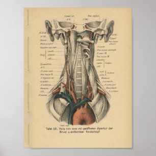 Vintage-1888-Deutscher-Anatomie-Druck Aortenbogen Poster