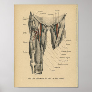 Vintage-1888-Deutscher-Anatomie-Druck Beinmuskeln Poster