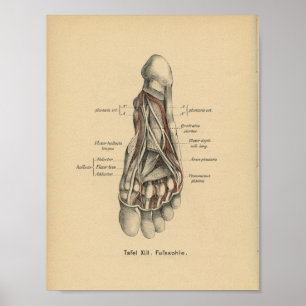 Vintage-1888-Deutscher-Anatomie-Druck Fuß Poster