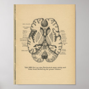 Vintage-1888-deutscher-Anatomie-Druck Gehirn Poster