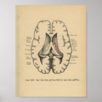 Vintage-1888-deutscher-Anatomie-Druck Gehirn