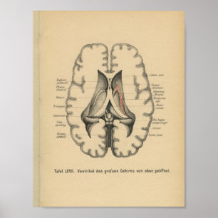 Vintage-1888-deutscher-Anatomie-Druck Gehirn Poster
