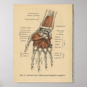 Vintage-1888-Deutscher-Anatomie-Druck Handgelenk Poster