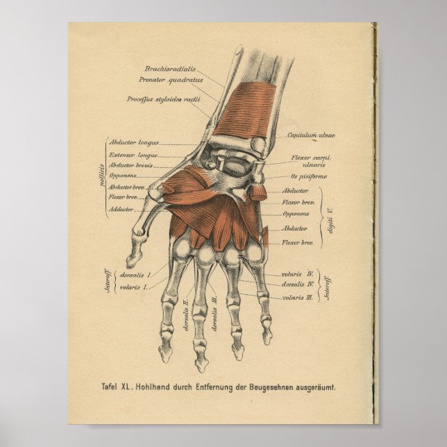 Vintage-1888-Deutscher-Anatomie-Druck Handgelenk Poster (Vorne)
