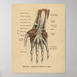 Vintage-1888-Deutscher-Anatomie-Druck Handgelenk Poster