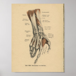 Vintage-1888-Deutscher-Anatomie-Druck Handmuskeln Poster
