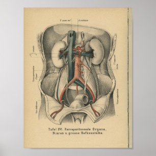 Vintage-1888-Deutscher-Anatomie-Druck Nieren Poster