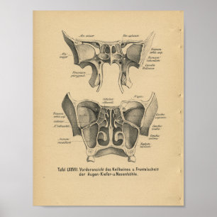 Vintage 1888 deutscher Anatomiedruck Nasennebenhöh Poster