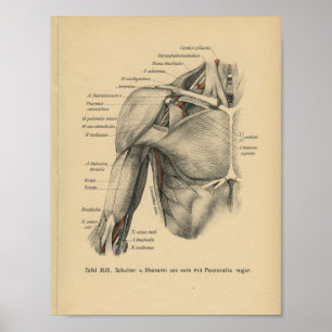 Vintage 1888 deutscher Anatomiedruck Schulter Arm Poster